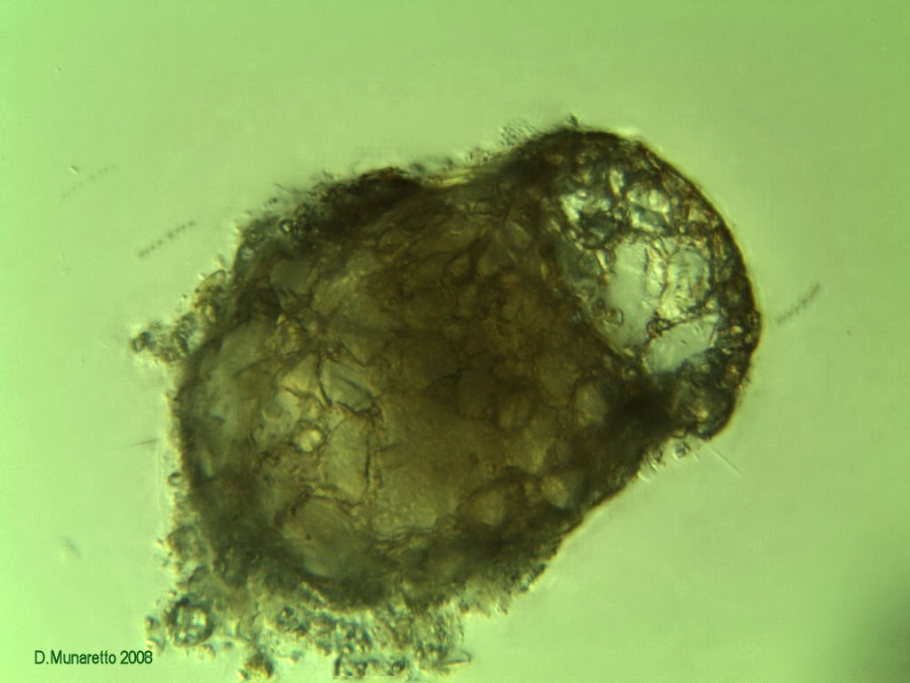 Nuova TECAMEBA ad Anfora...